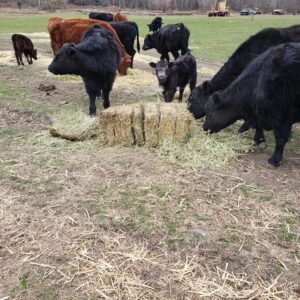 A Bale of Hay Sponsorship
